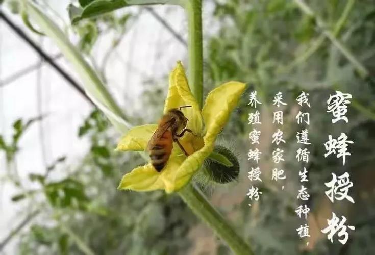 蜜蜂袖珍西瓜 北京蜜蜂原生态农业科技的匠心之作